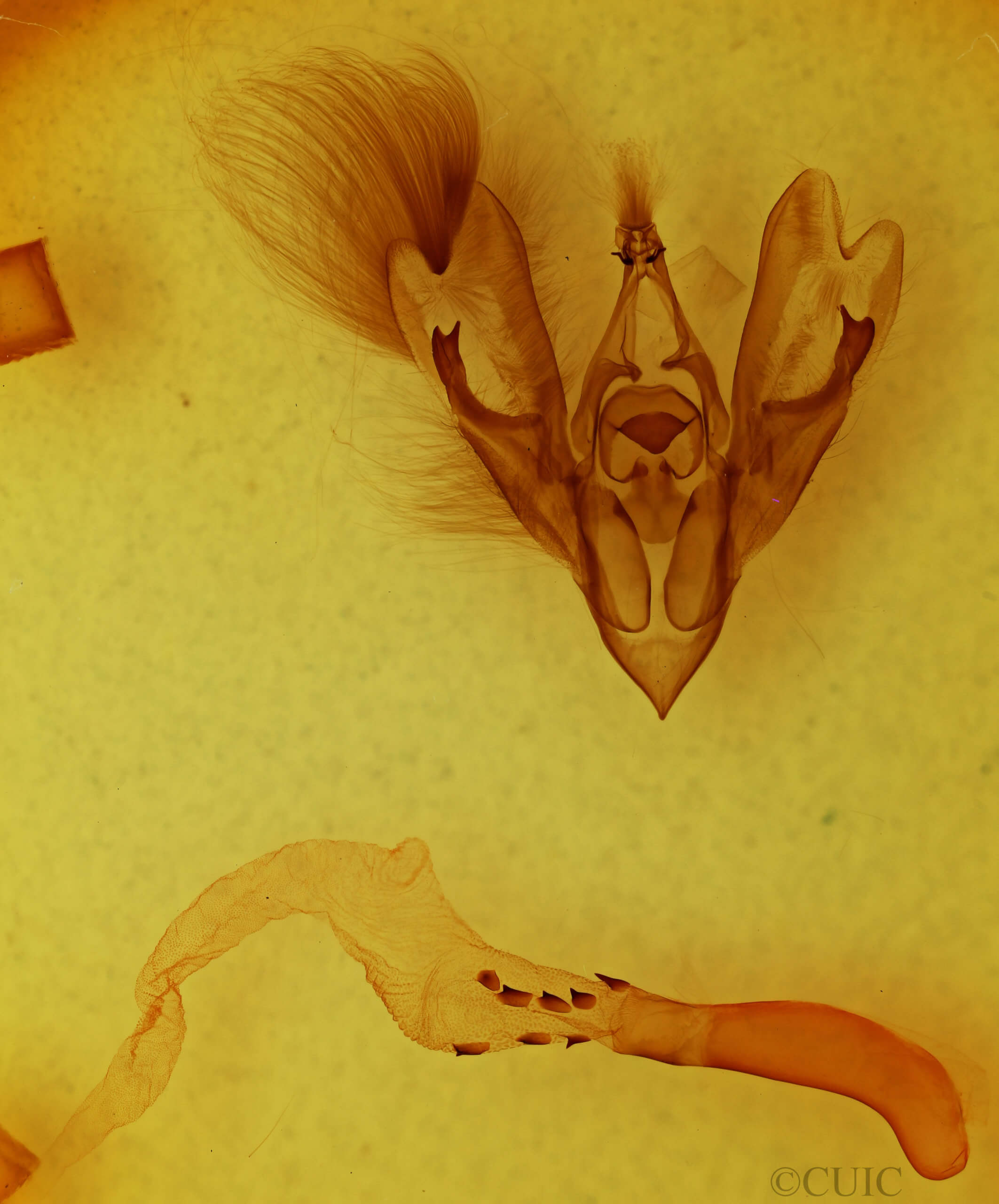 genitalia view of adult Hemicephalis agenoria