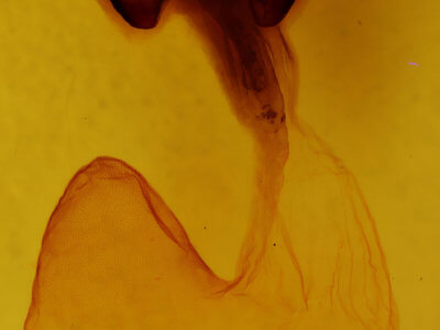 genitalia view of adult Hemicephalis agenoria