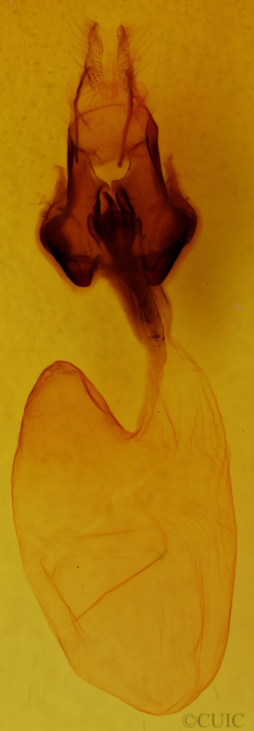 genitalia view of adult Hemicephalis agenoria