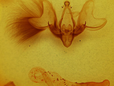 genitalia view of adult Hemicephalis alesa