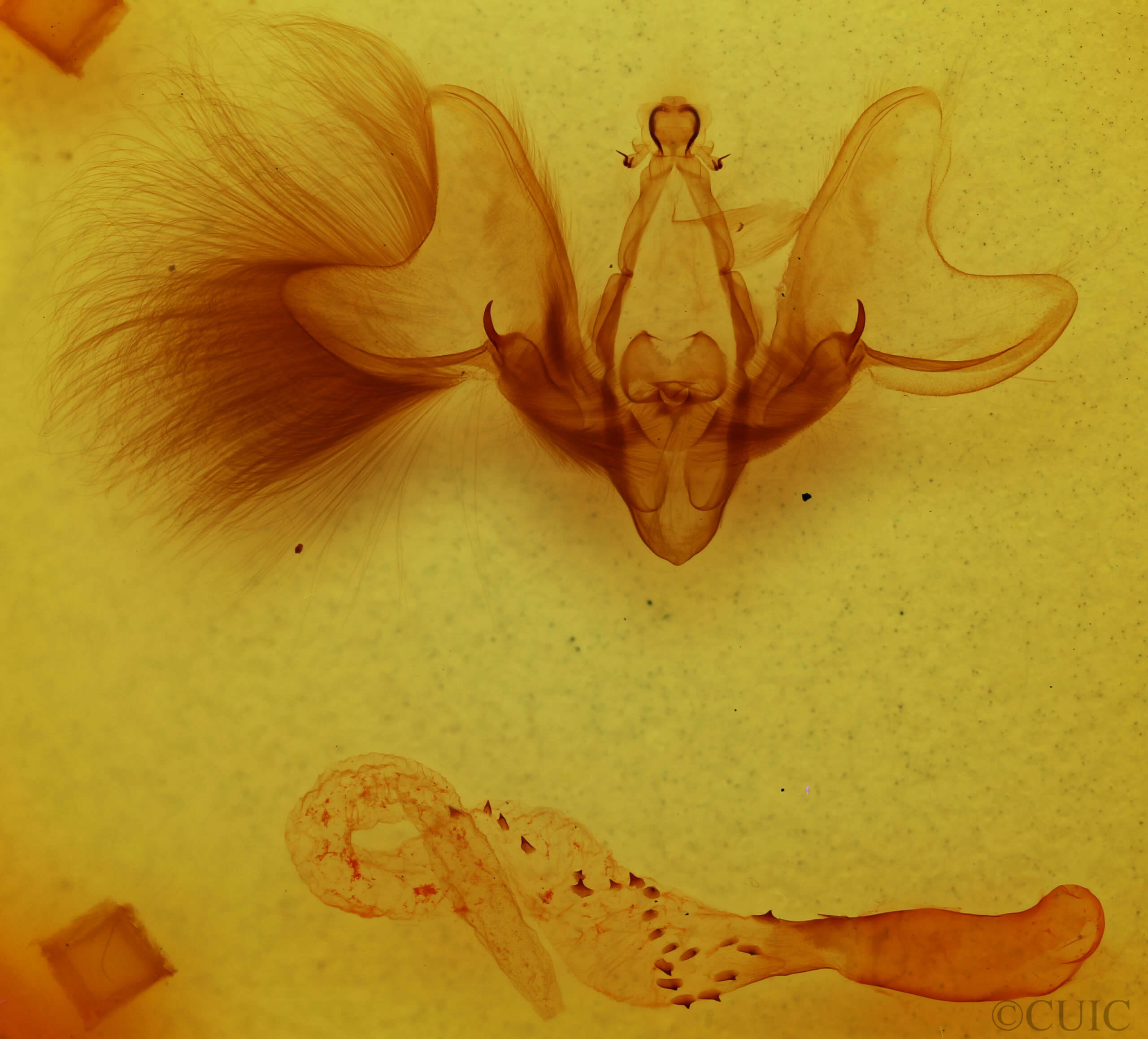 genitalia view of adult Hemicephalis alesa