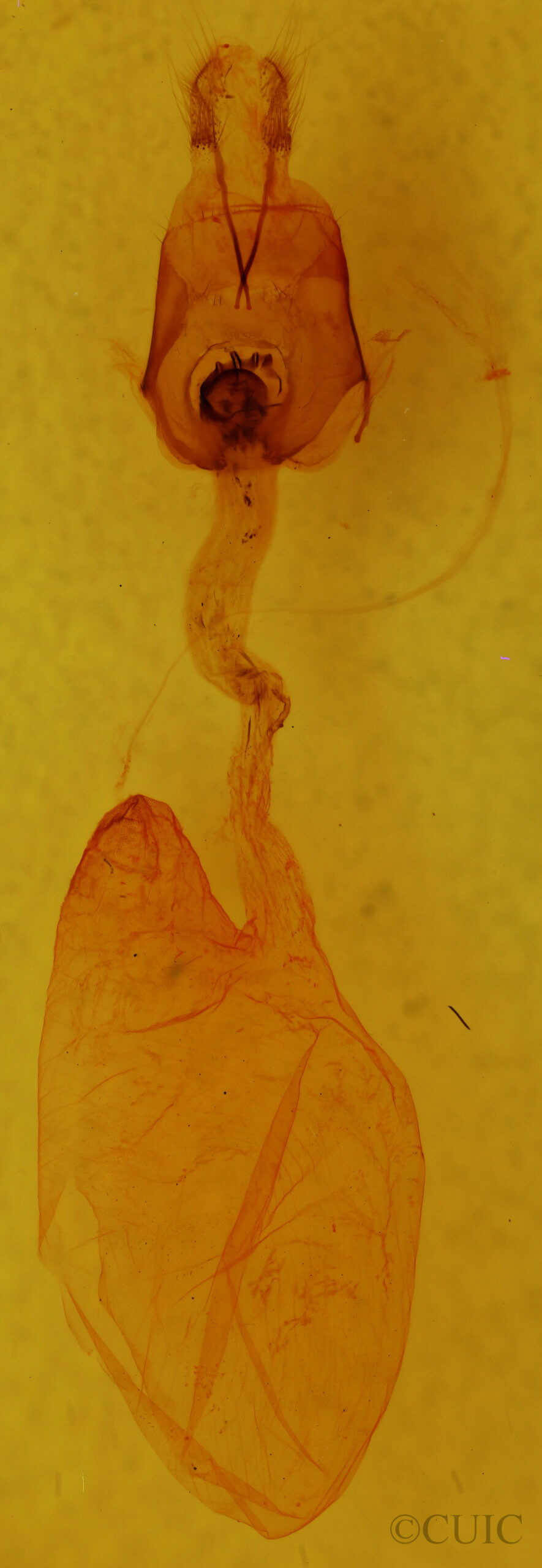 genitalia view of adult Hemicephalis alesa