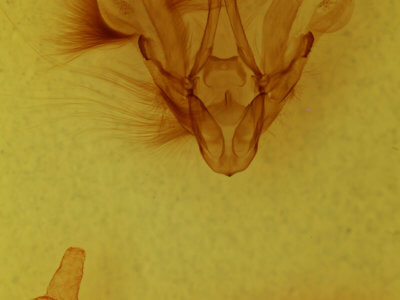 genitalia view of adult Hemicephalis characteria