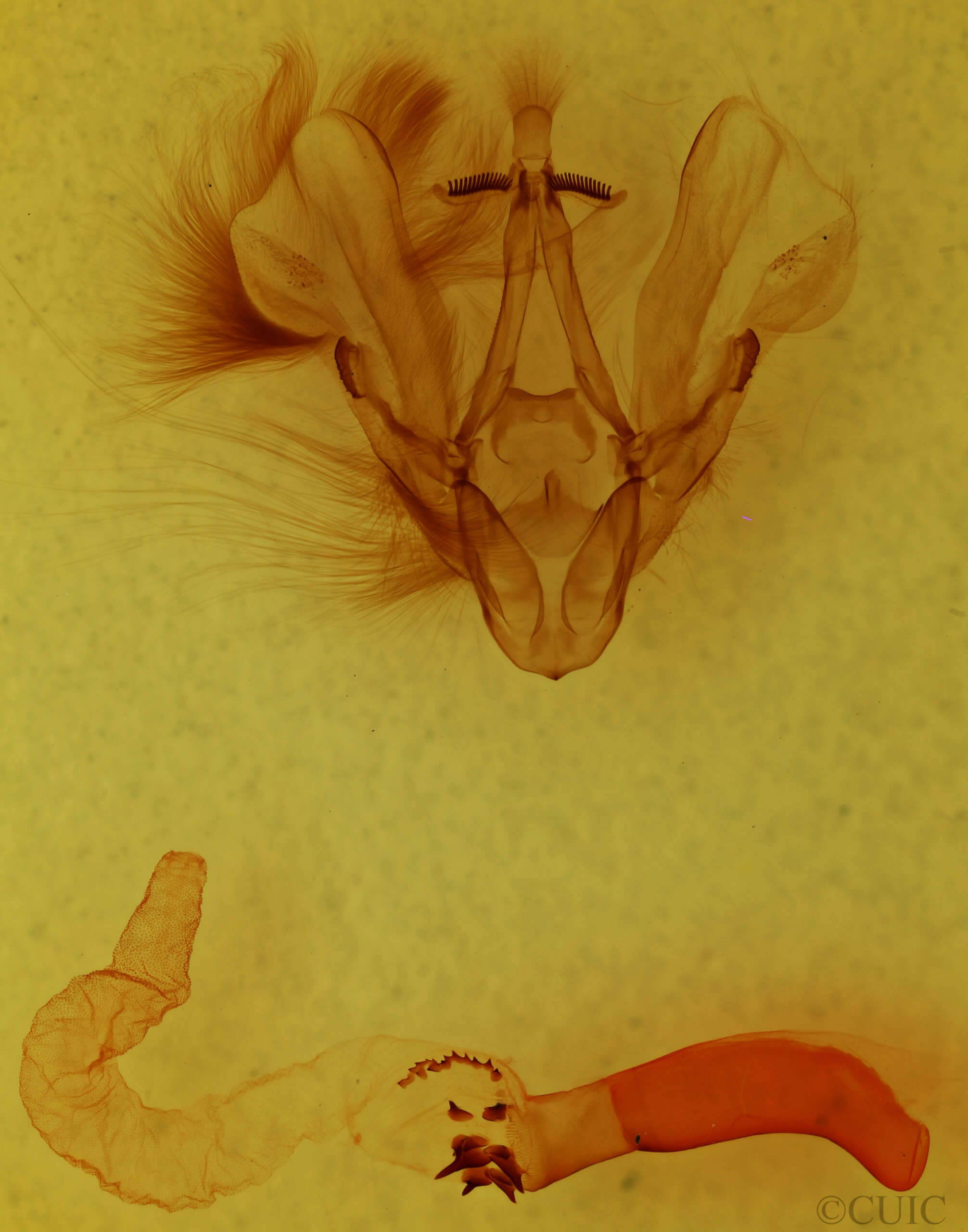 genitalia view of adult Hemicephalis characteria