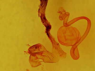 genitalia view of adult Hemicephalis grandirena