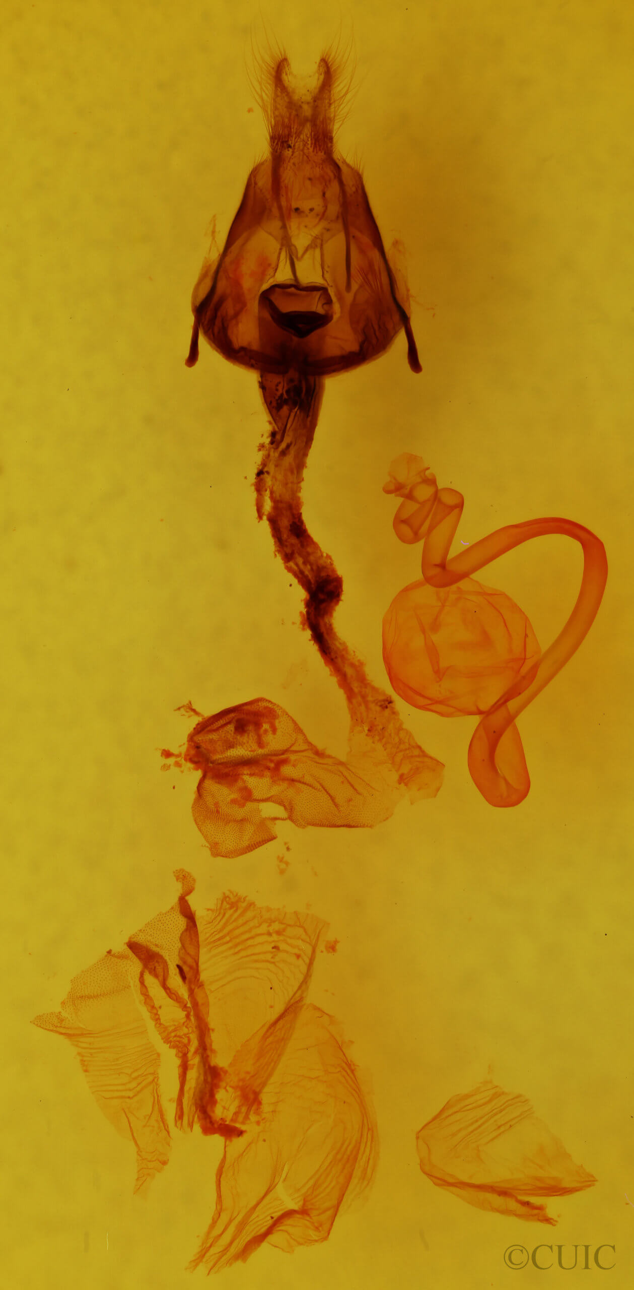 genitalia view of adult Hemicephalis grandirena