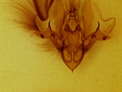 genitalia view of adult Hemicephalis laronia