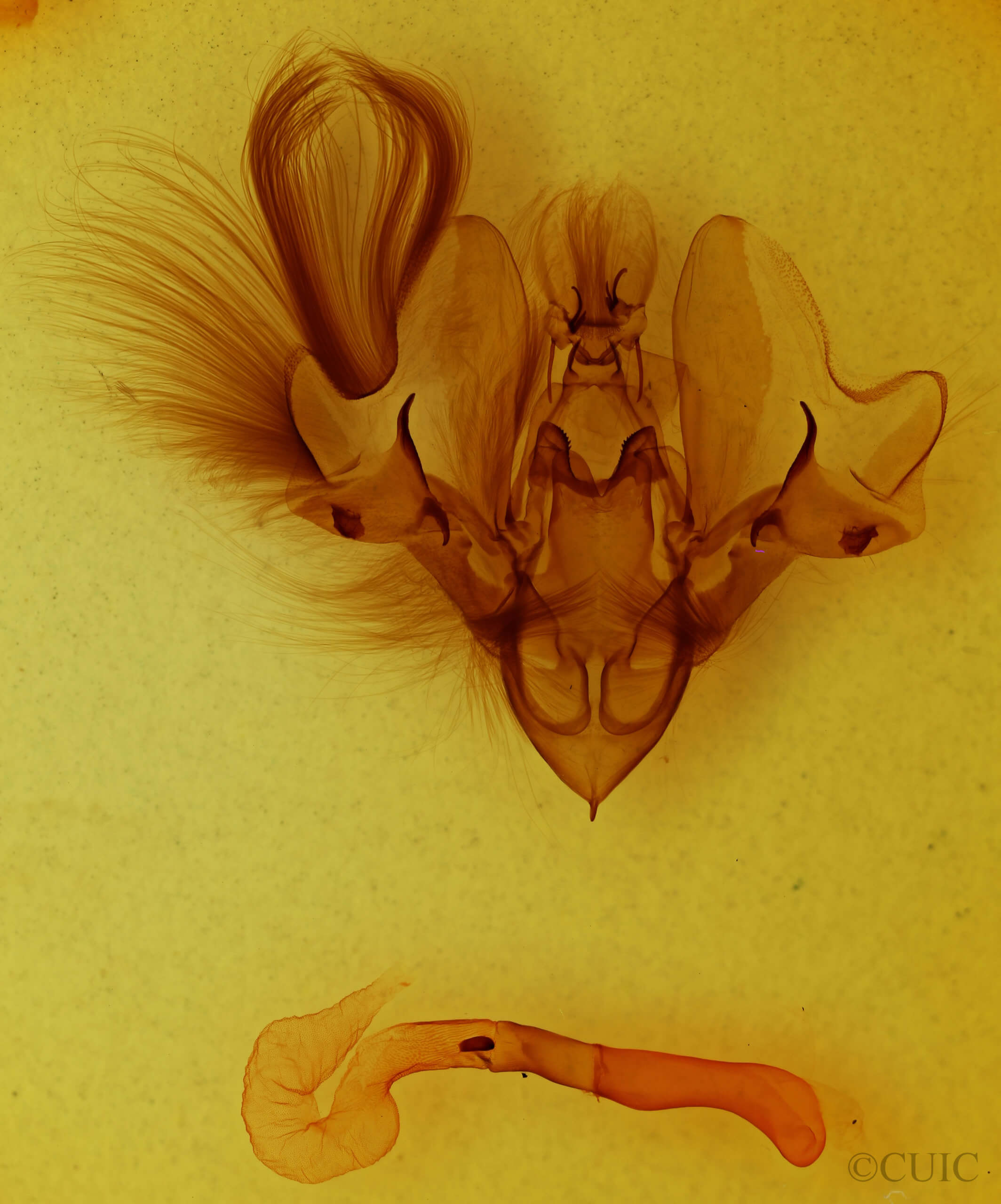 genitalia view of adult Hemicephalis laronia