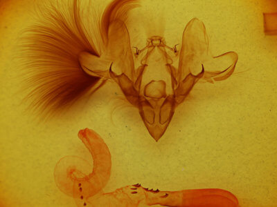 genitalia view of adult Hemicephalis paulina