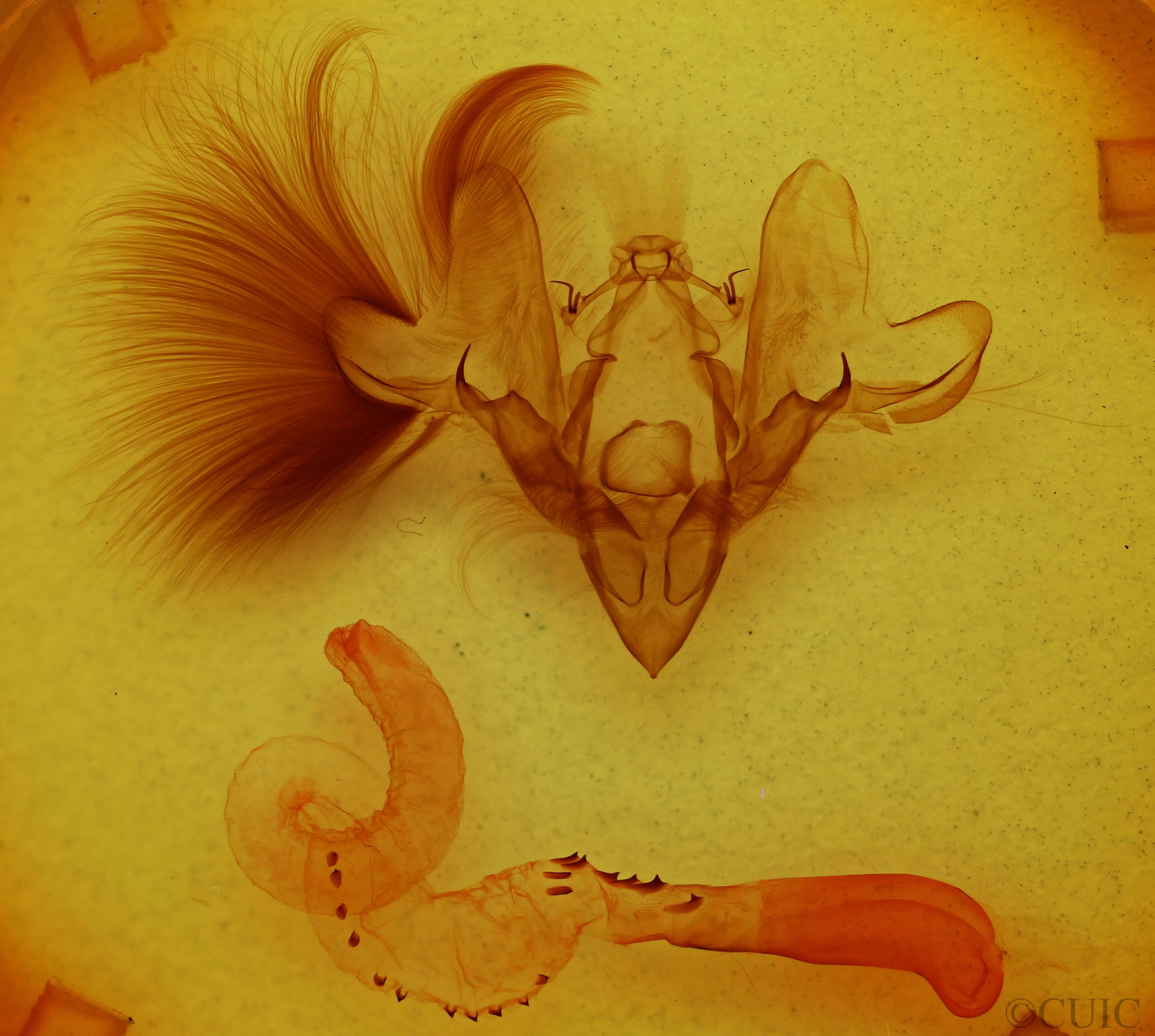 genitalia view of adult Hemicephalis paulina