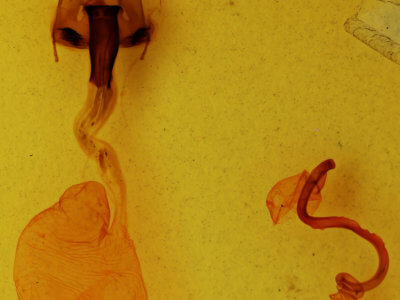 genitalia view of adult Hemicephalis paulina