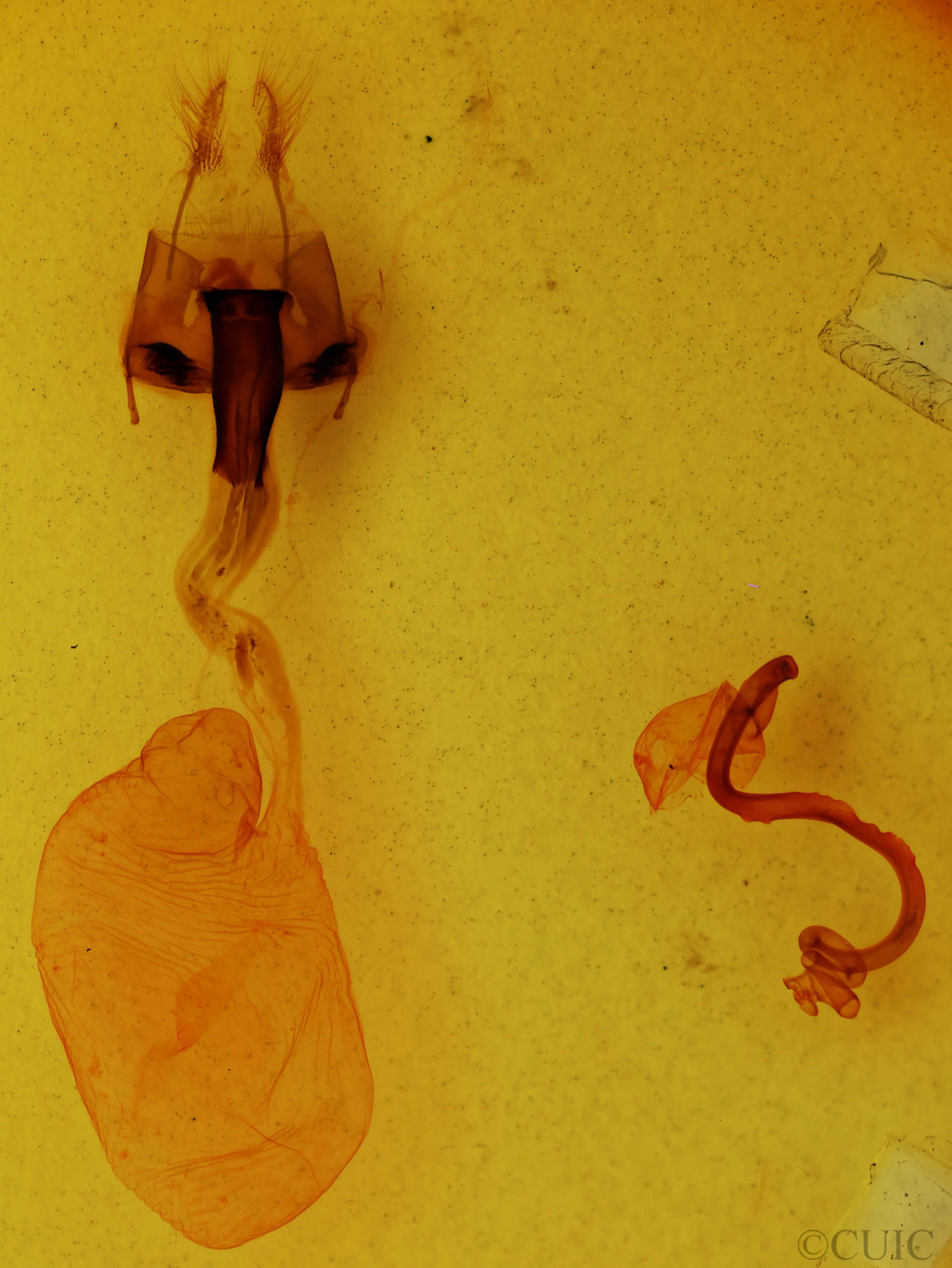 genitalia view of adult Hemicephalis paulina