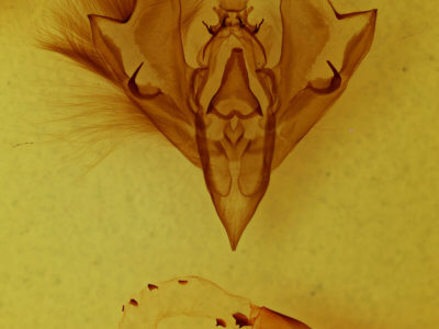 genitalia view of adult Hemicephalis rufipes