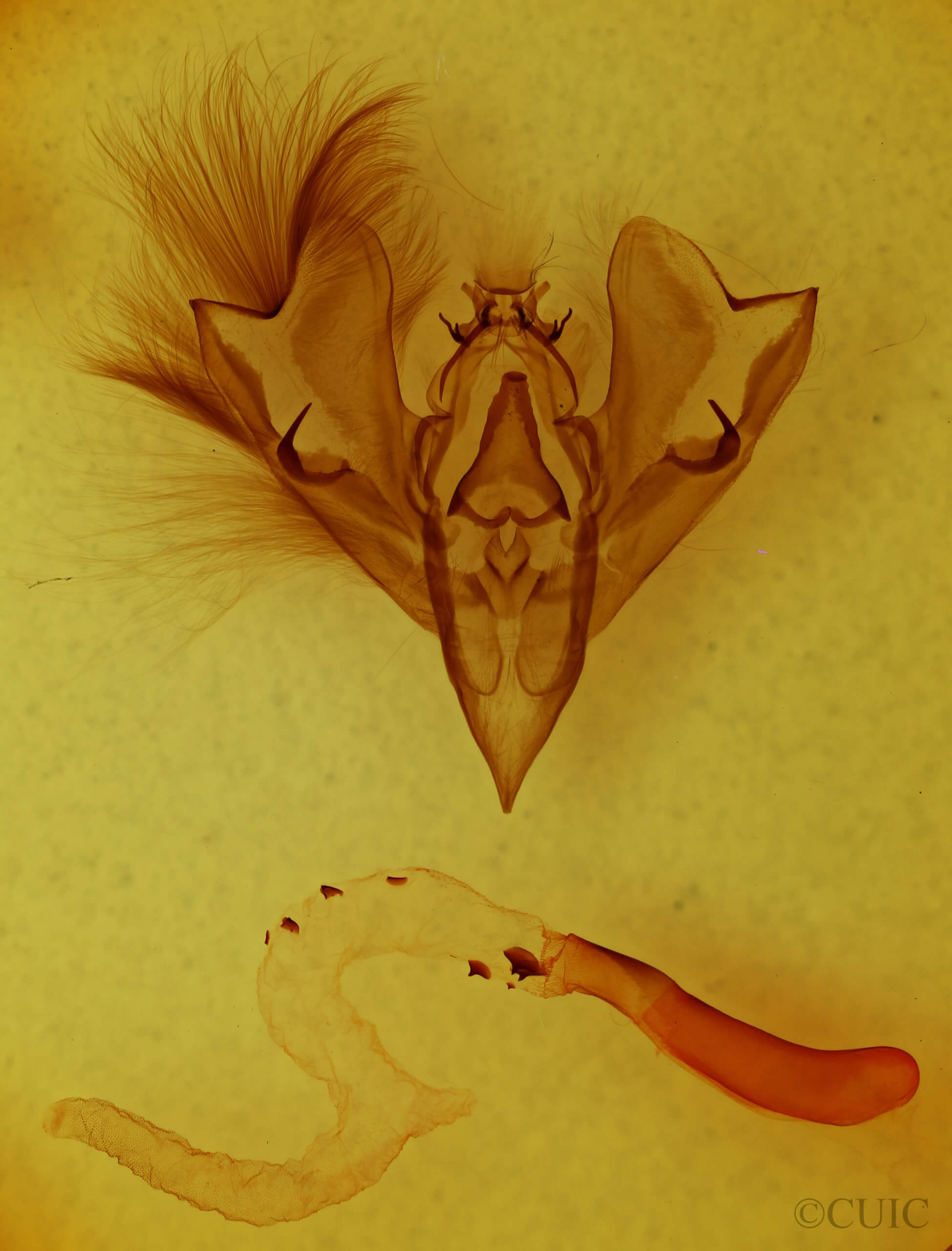 genitalia view of adult Hemicephalis rufipes