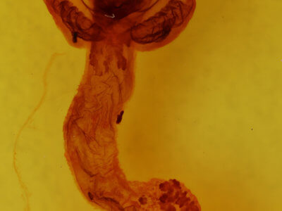 genitalia view of adult Hemicephalis rufipes