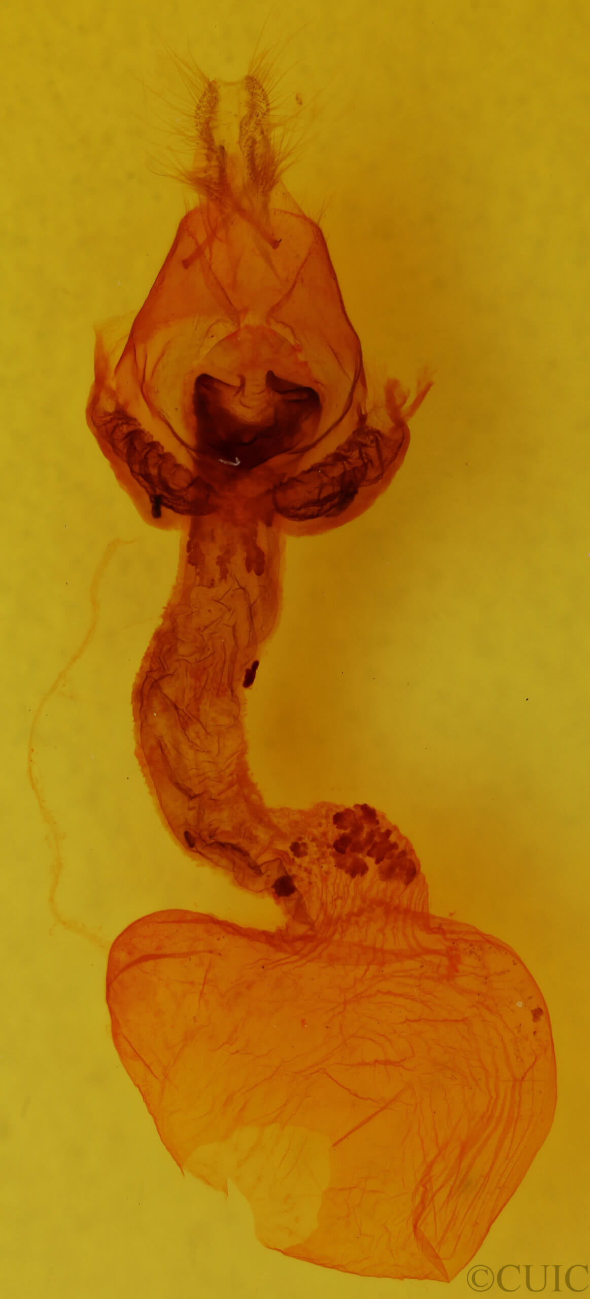 genitalia view of adult Hemicephalis rufipes