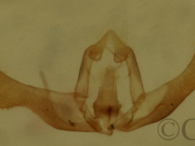 genitalia view of adult Hendecaneura shawiana