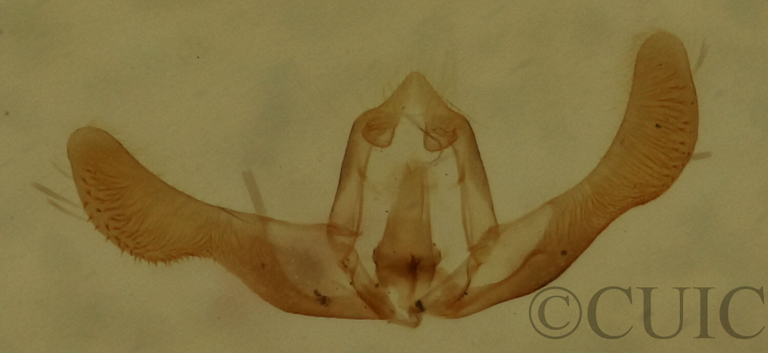 genitalia view of adult Hendecaneura shawiana
