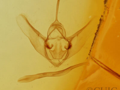 genitalia view of adult Heterophleps triguttaria