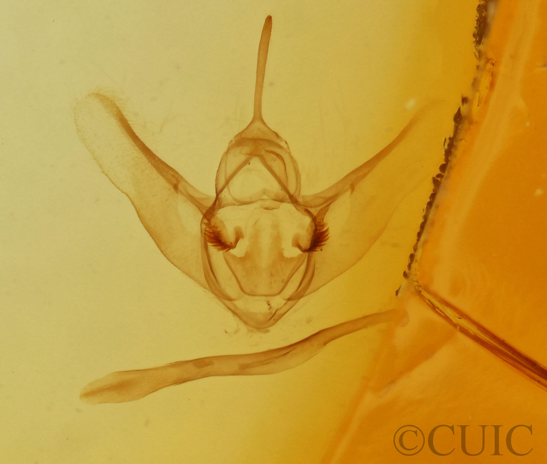 genitalia view of adult Heterophleps triguttaria