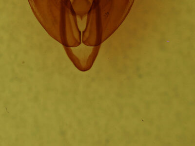 genitalia view of adult Hexorthodes accurata