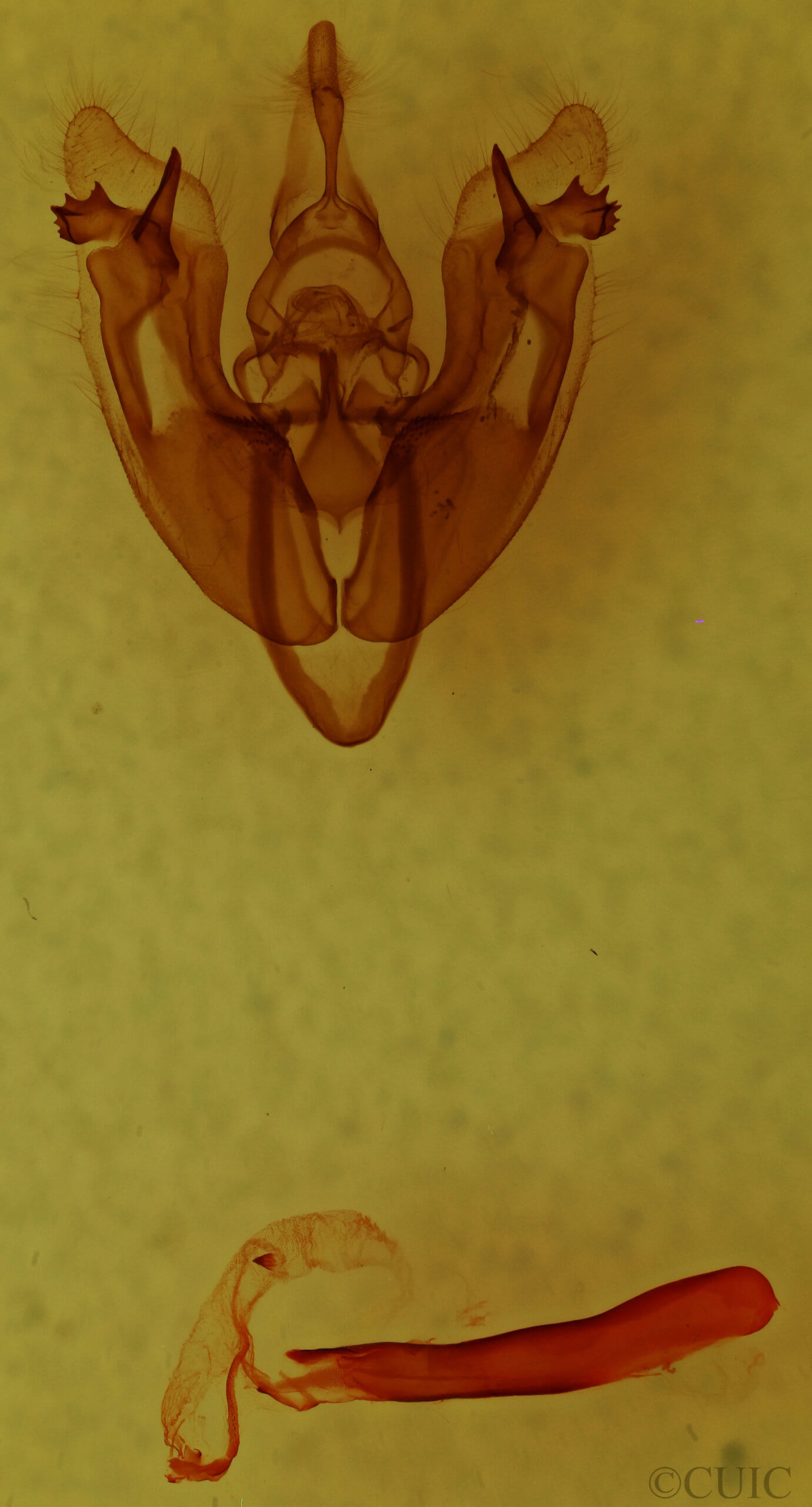 genitalia view of adult Hexorthodes accurata