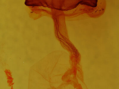 genitalia view of adult Hexorthodes accurata