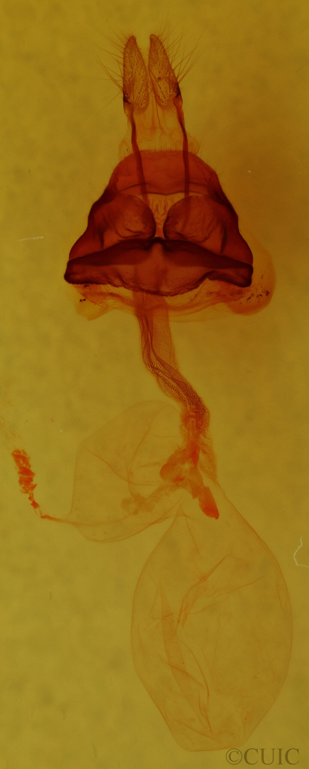 genitalia view of adult Hexorthodes accurata