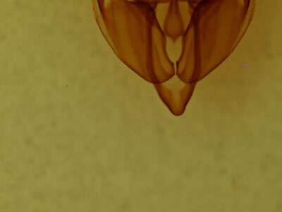 genitalia view of adult Hexorthodes accurata