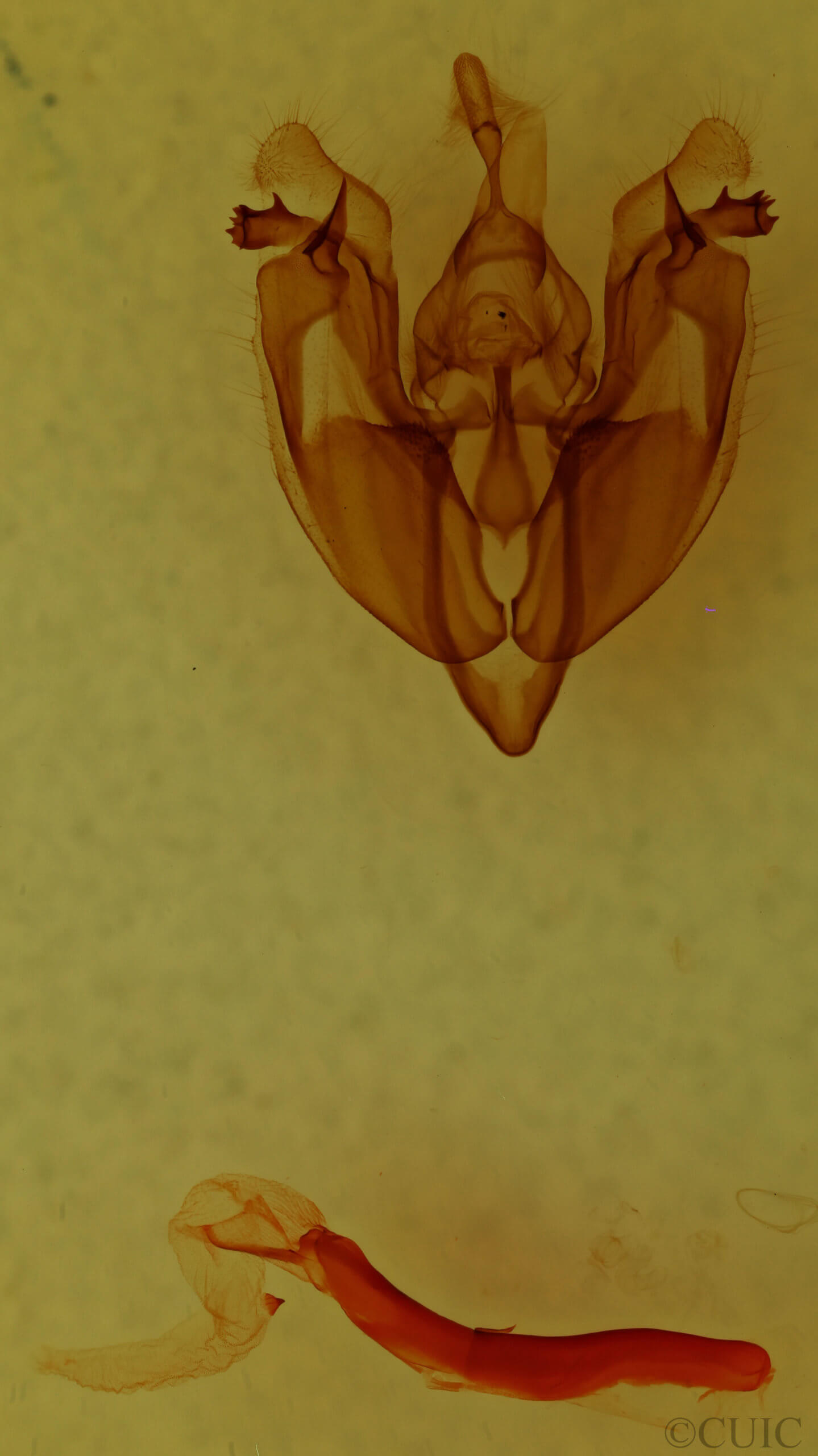 genitalia view of adult Hexorthodes accurata