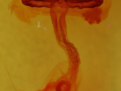 genitalia view of adult Hexorthodes accurata