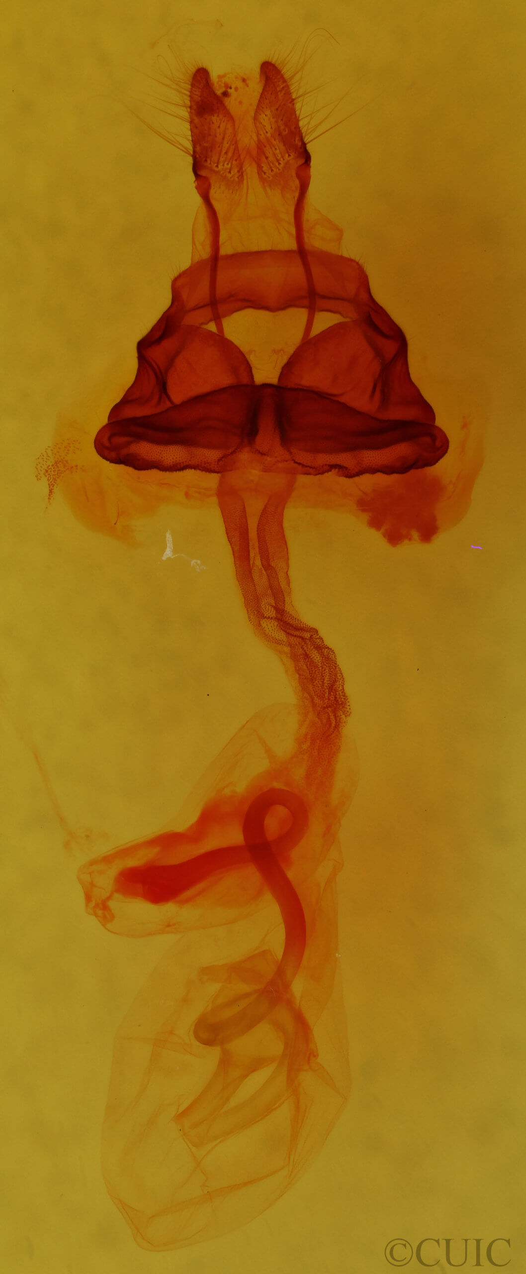 genitalia view of adult Hexorthodes accurata