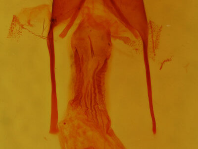 genitalia view of adult Hexorthodes inconspicua