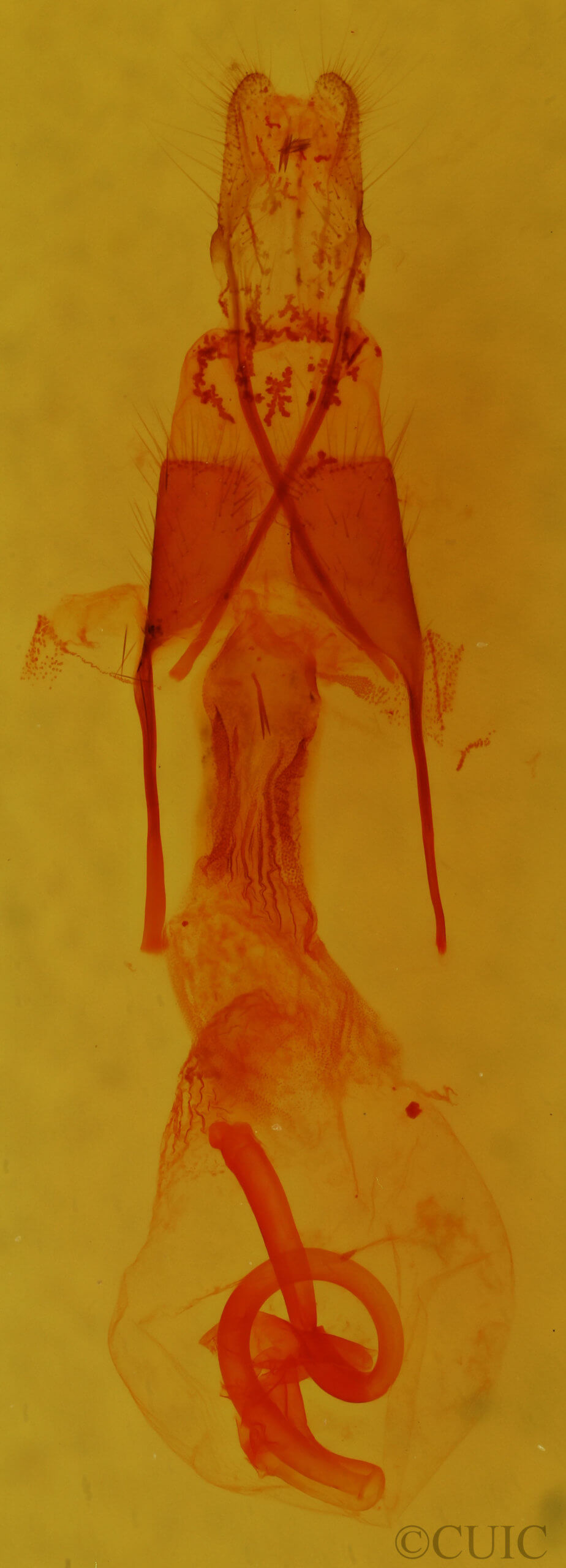 genitalia view of adult Hexorthodes inconspicua