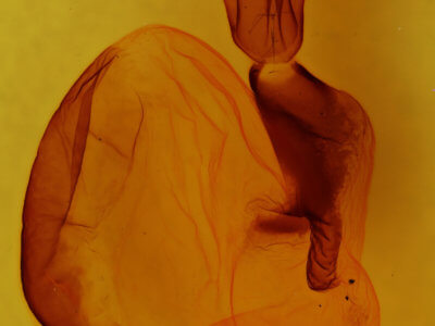 genitalia view of adult Homoglaea carbonaria