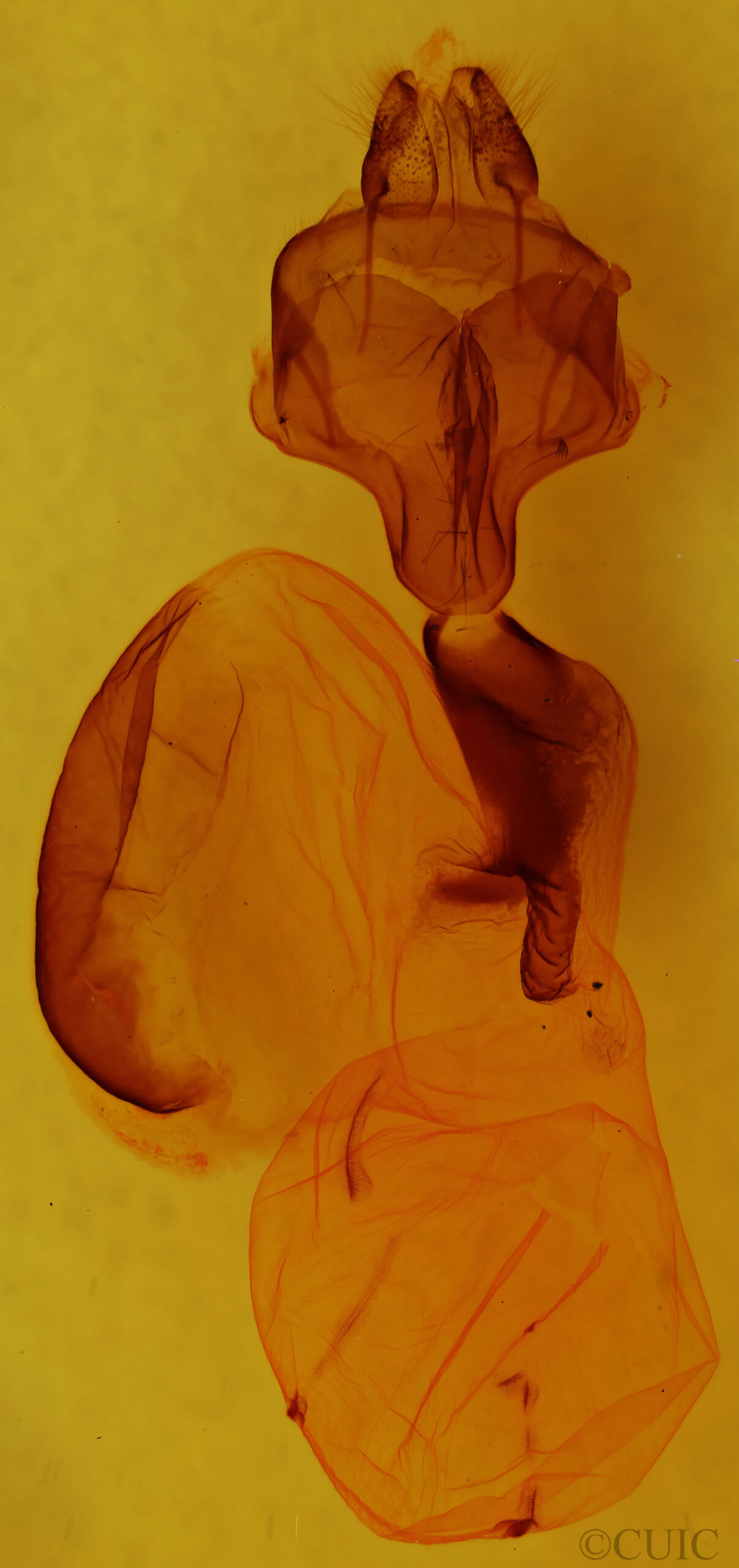 genitalia view of adult Homoglaea carbonaria