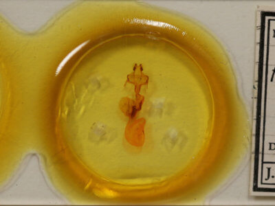 slide view of adult Homoglaea hircina