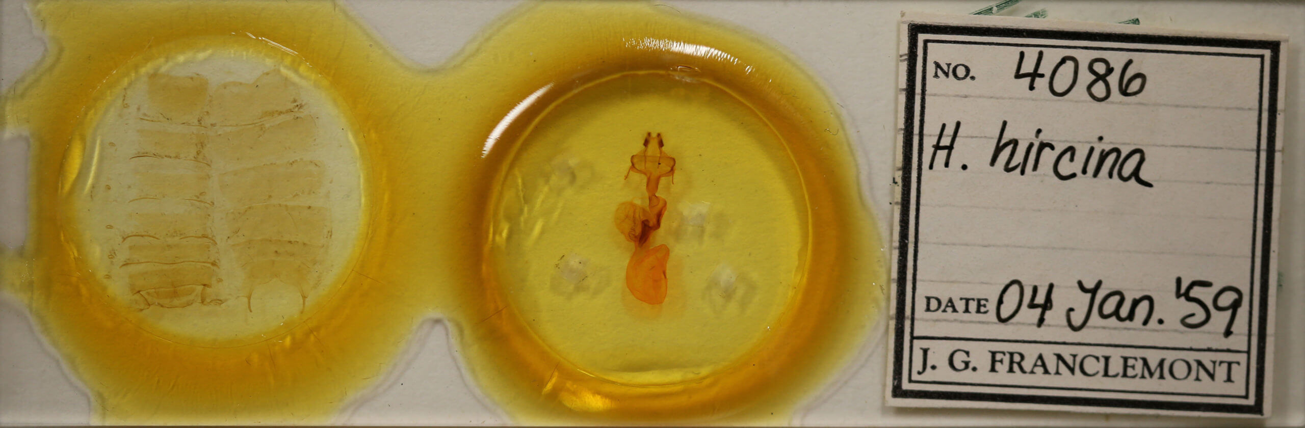 slide view of adult Homoglaea hircina