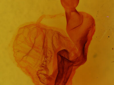 genitalia view of adult Homoglaea hircina