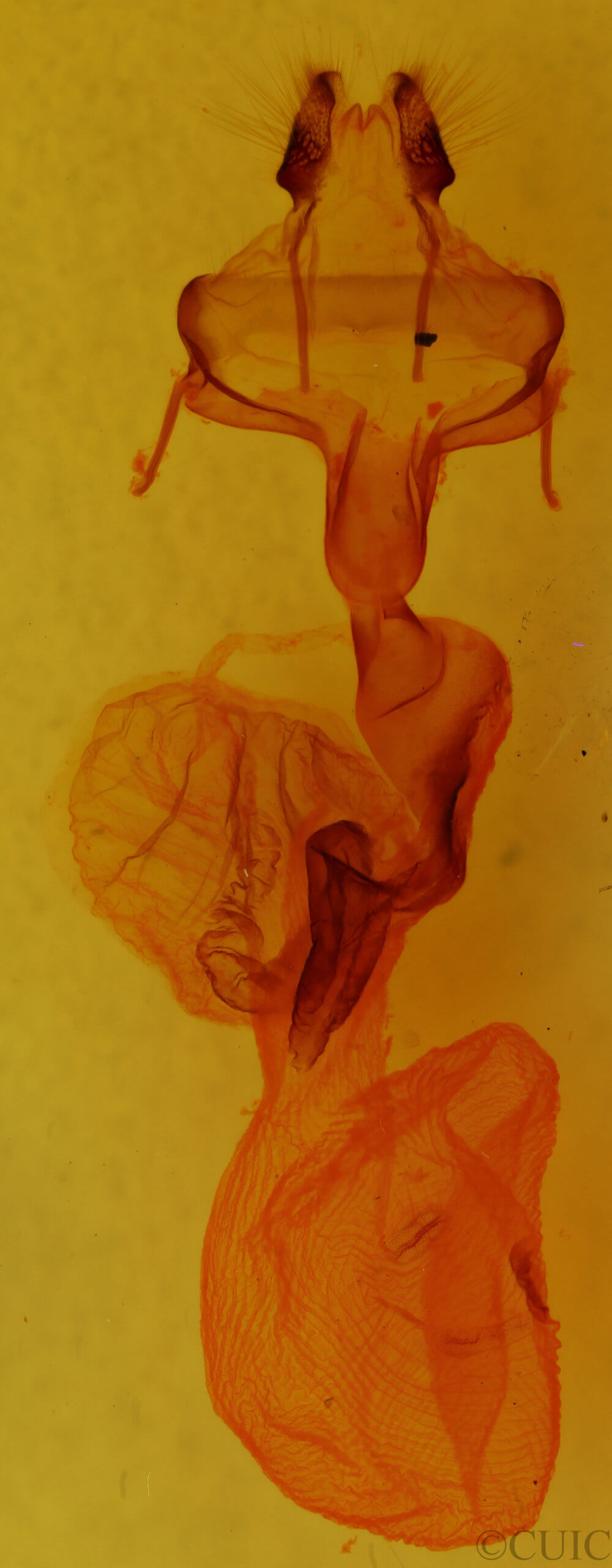 genitalia view of adult Homoglaea hircina