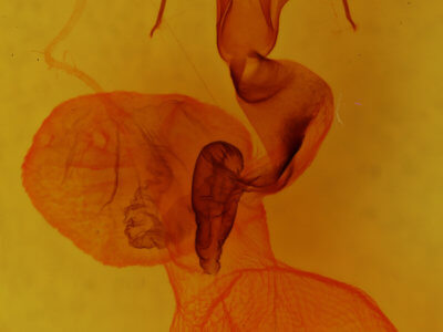 genitalia view of adult Homoglaea hircina