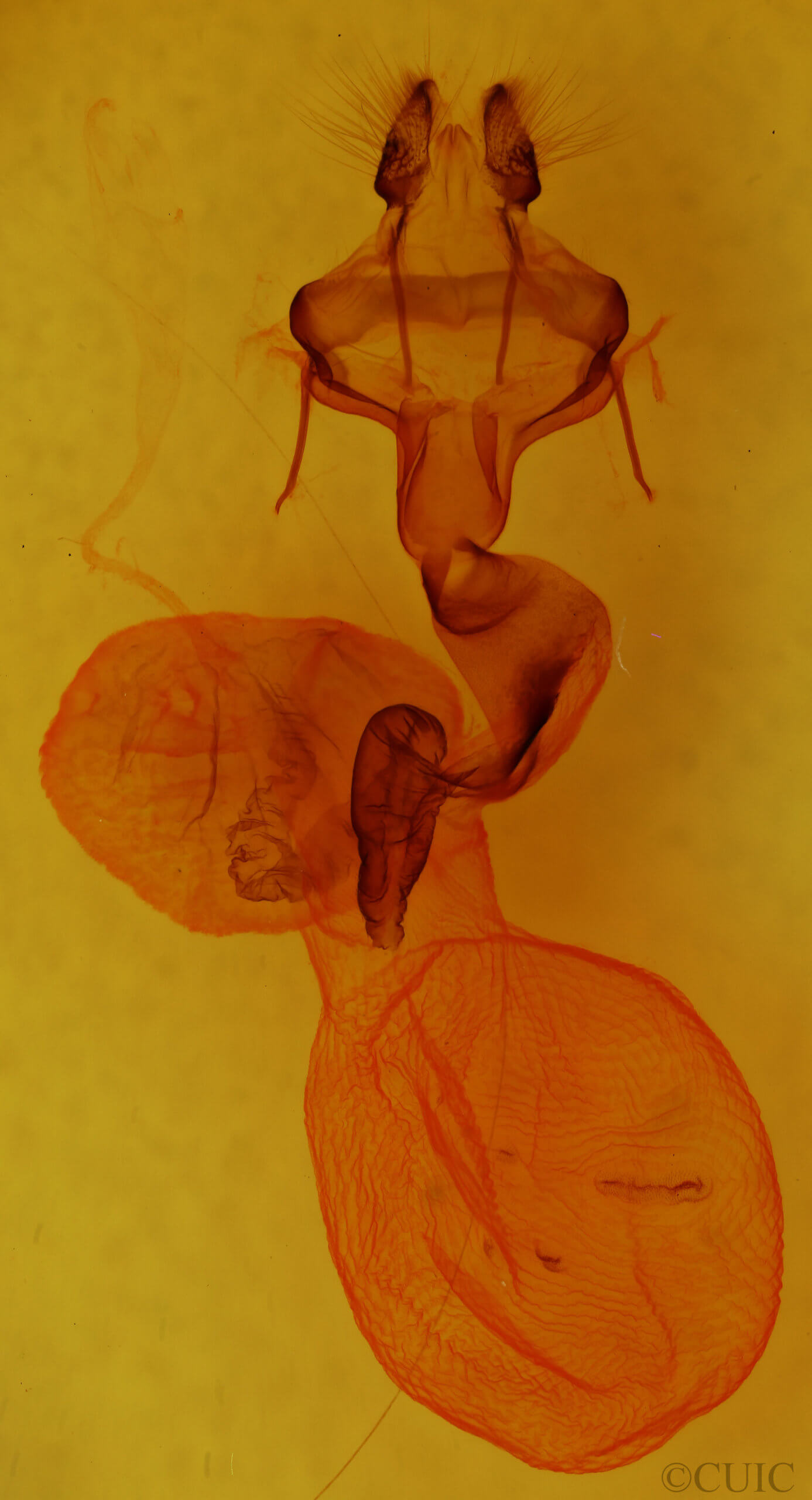 genitalia view of adult Homoglaea hircina