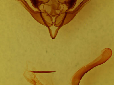 genitalia view of adult Homoglaea hircina