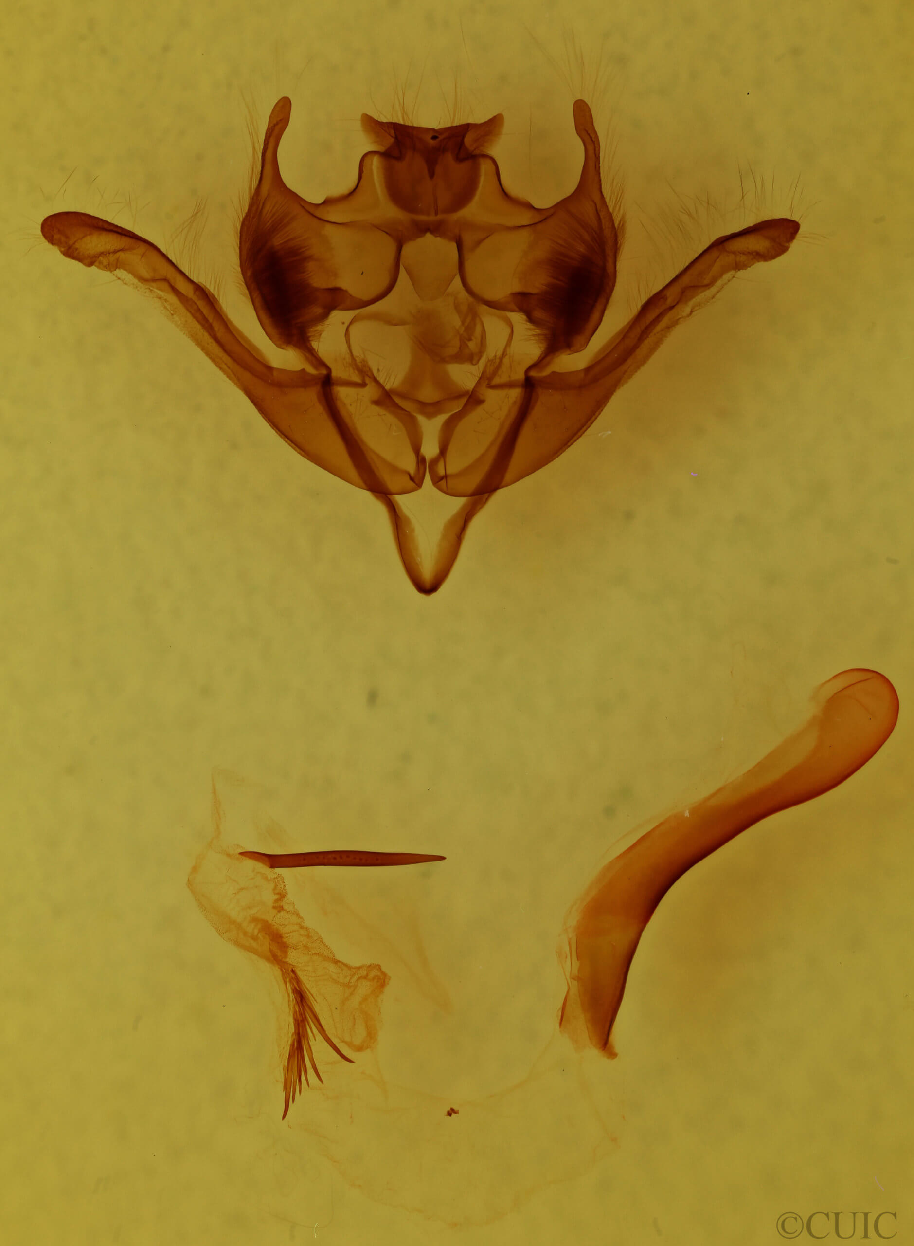 genitalia view of adult Homoglaea hircina