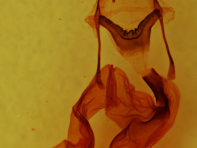 genitalia view of adult Homoglaea variegata