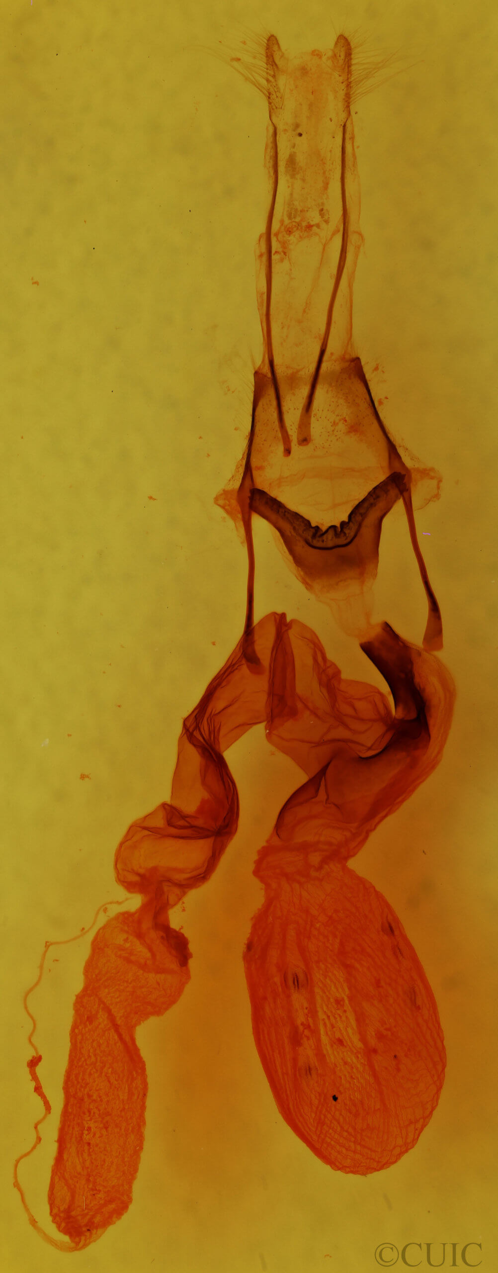 genitalia view of adult Homoglaea variegata