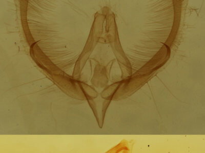 genitalia view of adult Homophoberia apicosa