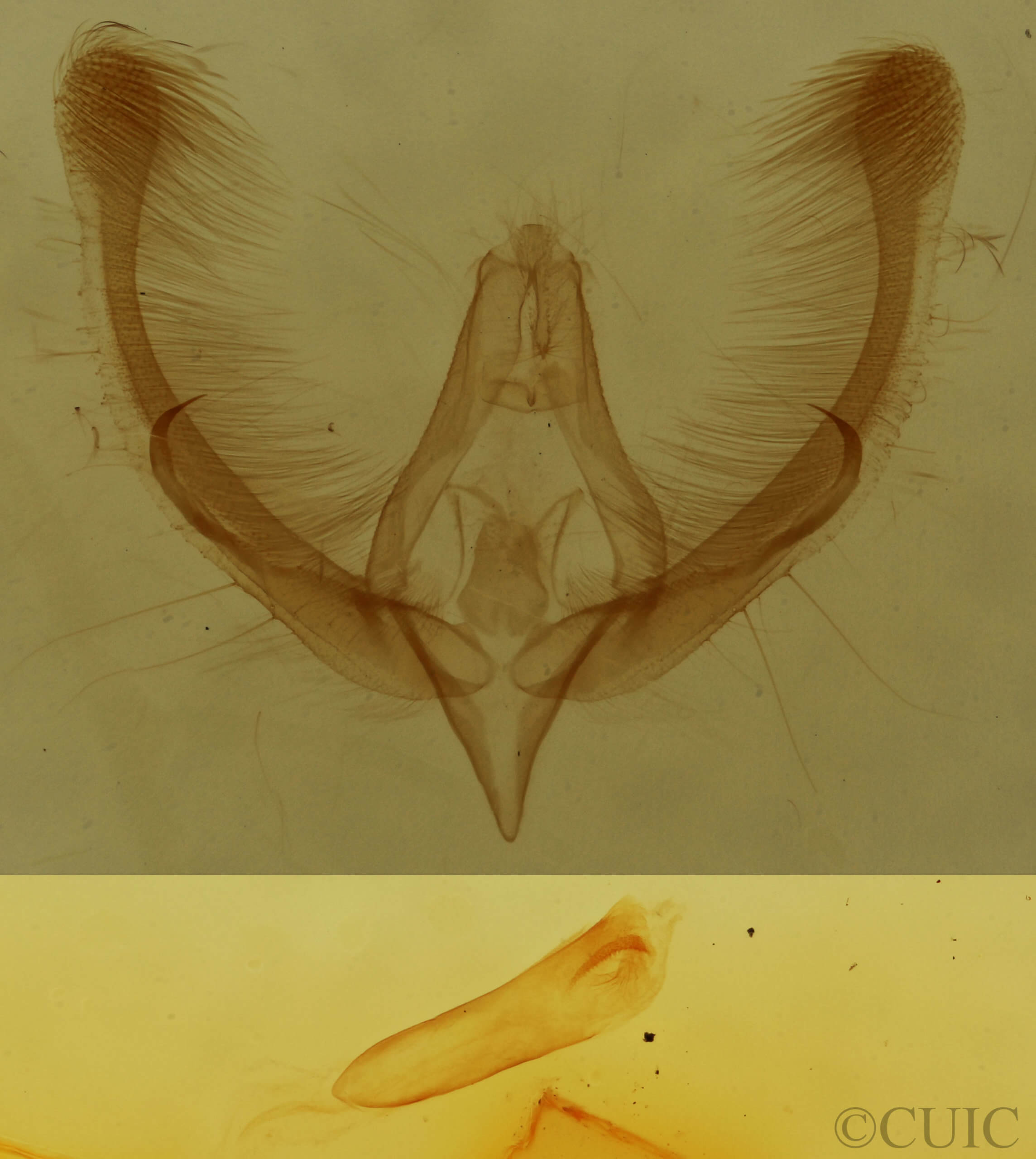 genitalia view of adult Homophoberia apicosa