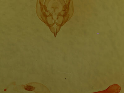 genitalia view of adult Homorthodes communis