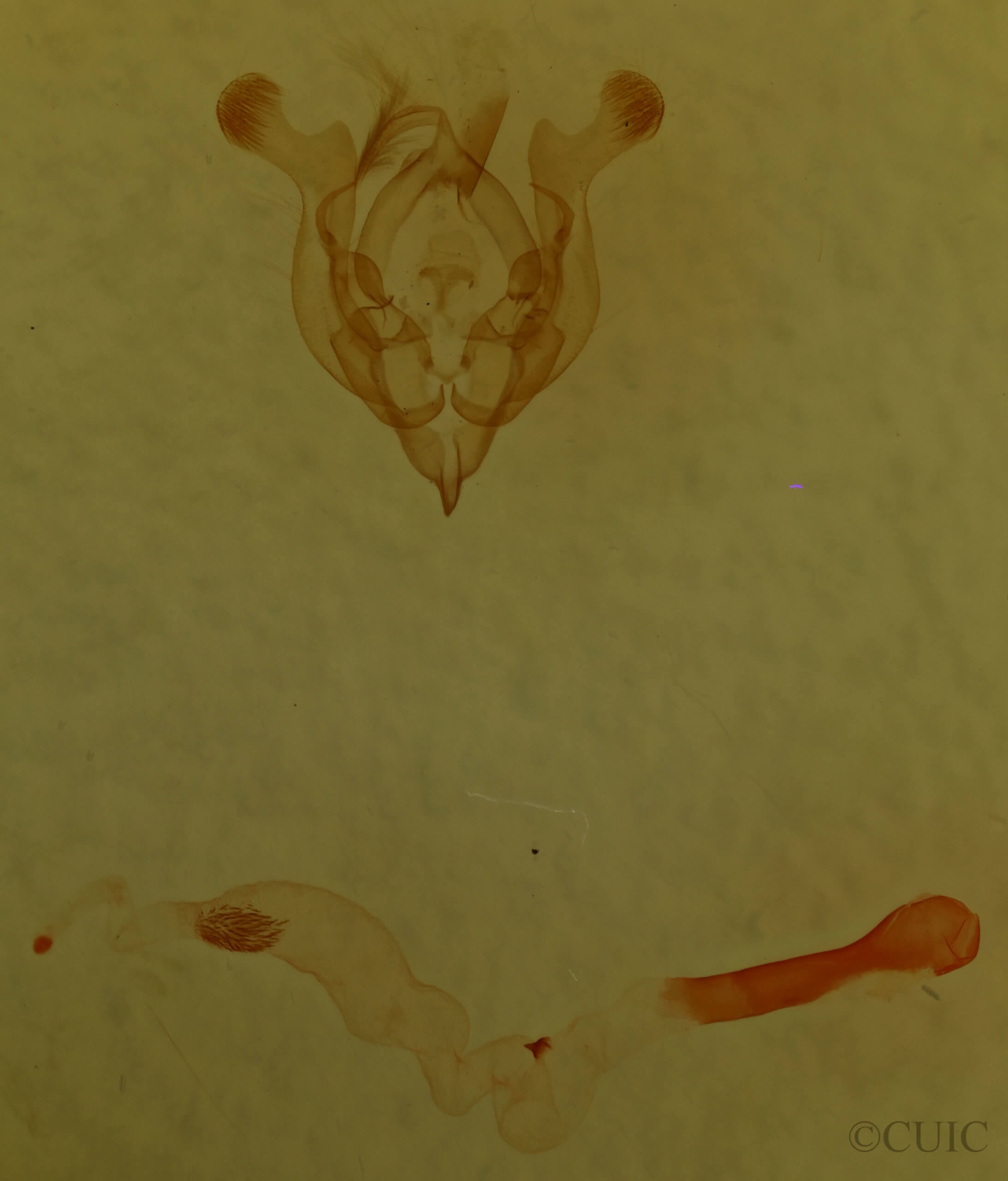 genitalia view of adult Homorthodes communis